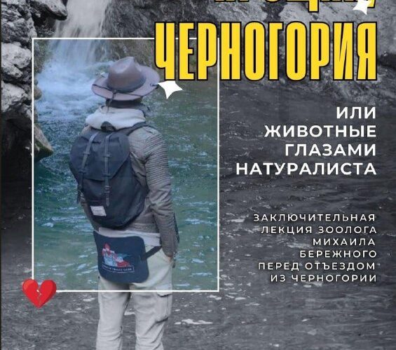 Постер мероприятия в Черногории: лекция натуралиста о животных, 24 августа в 19:00.