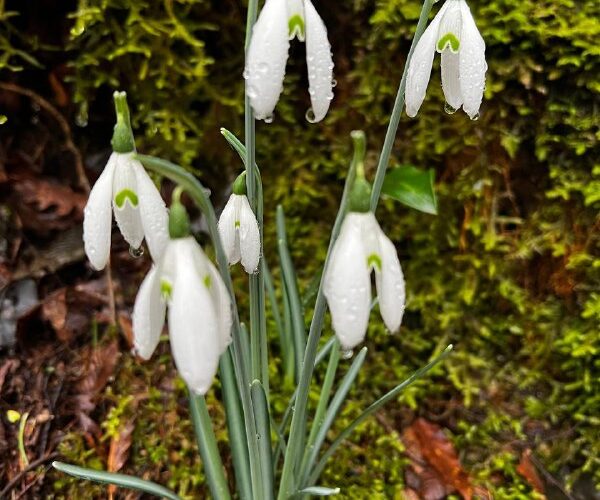 Подснежники в Монтенегро: символ весенних фестивалей и природной красоты страны, покрытые каплями росы.
