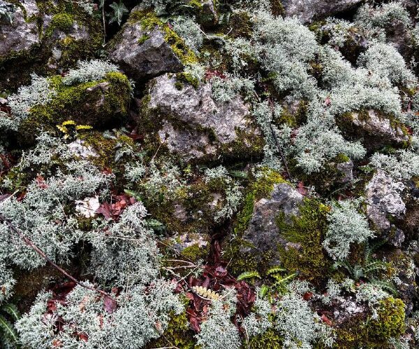 Камни, покрытые мхом в Черногории, natural event. Идеально для мероприятий на свежем воздухе.