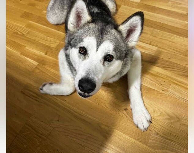 Собака на деревянном полу в квартире. Тема: мероприятия в Черногории, блог о путешествиях и отдыхе.