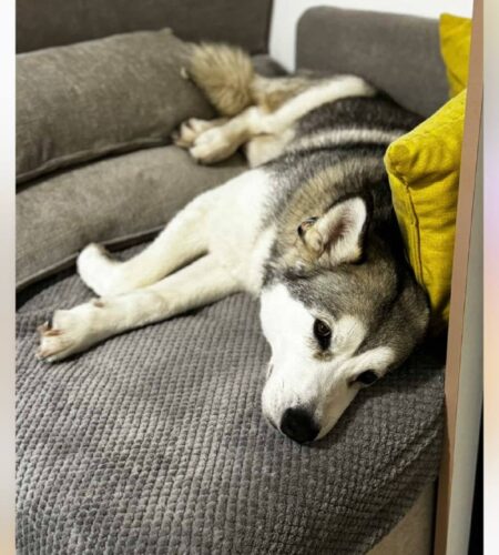 [Photo] 🐶 Ласковая собака ищет домДевочка, 2 года.