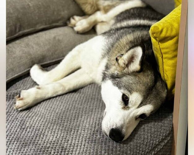 Изображение: собака отдыхает на диване, связанная с домашним уютом на мероприятиях в Черногории.