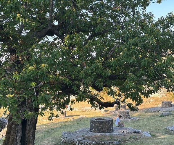 Древо в историческом заповеднике Черногории, место для событий и отдыха на природе.