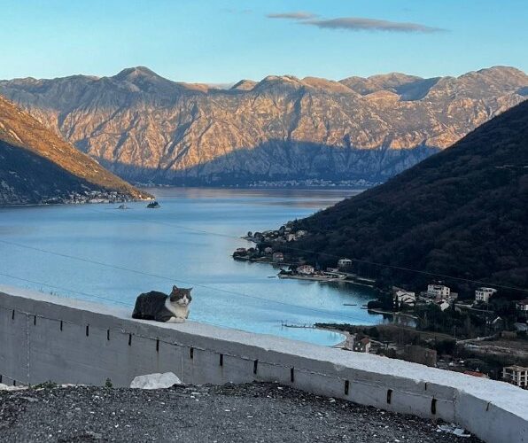 Кот на фоне живописного пейзажа Которского залива, Черногория. Идеально для мероприятий на свежем воздухе.